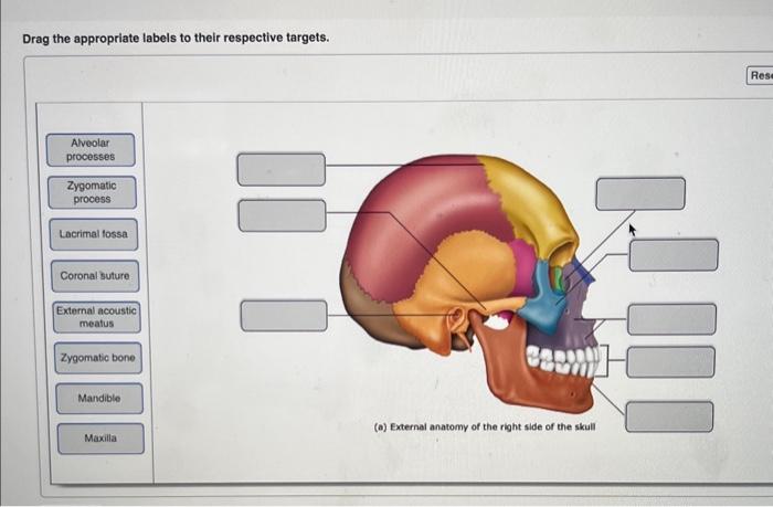 Solved Drag the appropriate labels to their respective | Chegg.com