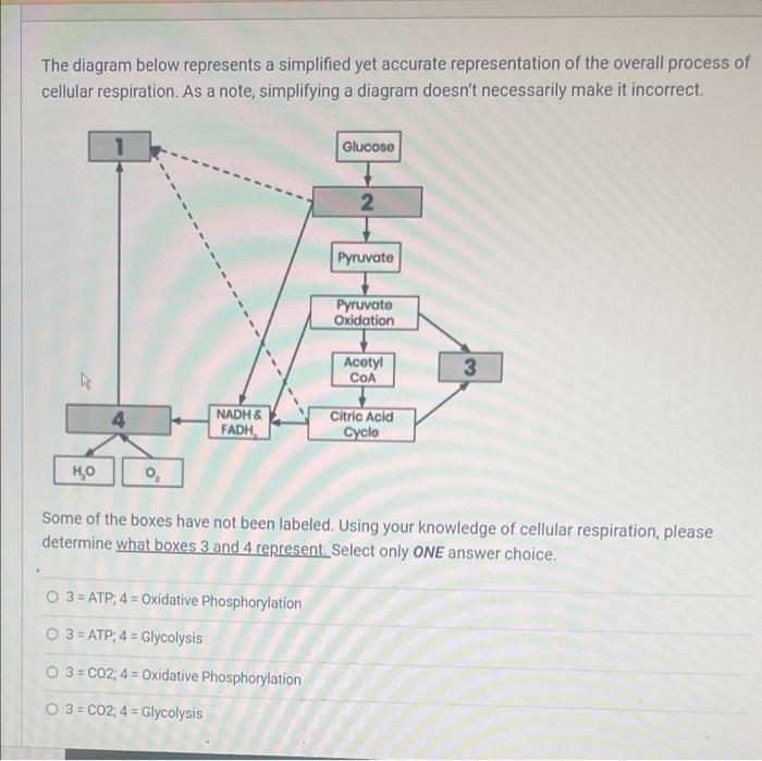 Solved The diagram below represents a simplified yet | Chegg.com