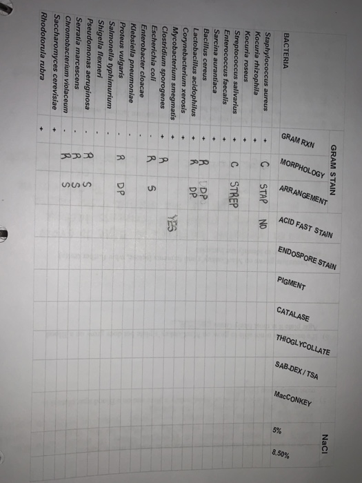 GRAM STAIN NaCl GRAM RXN MORPHOLOGY ARRANGEMENT ACID | Chegg.com