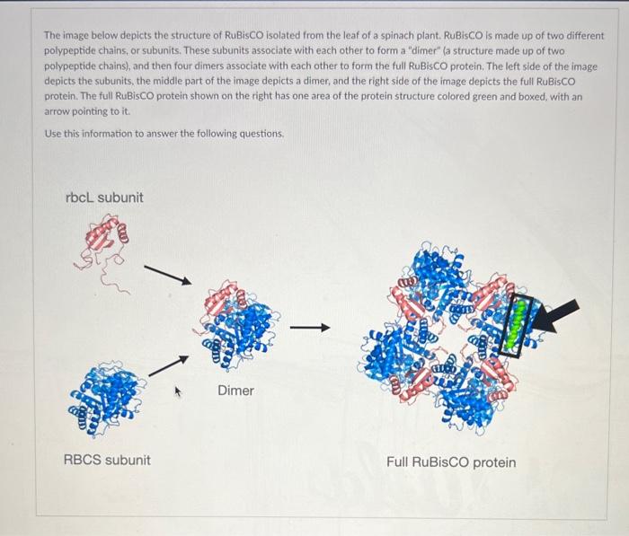 Solved True or False: the tertiary structure of Rubisco is | Chegg.com