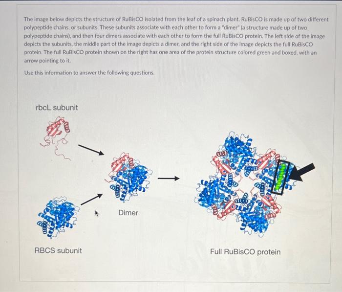 The image below depicts the structure of RuBisCO isolated from the leaf of a spinach plant. RuBisCO is made up of two differe