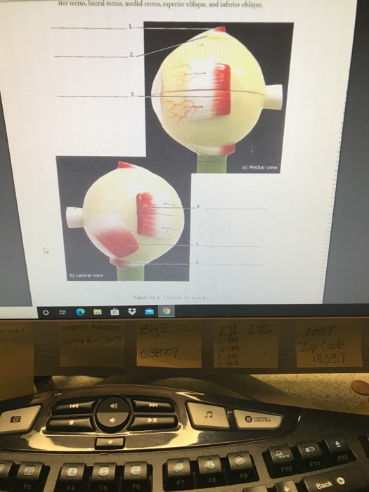 Solved Rior Rectus Lateral Rectus Medial Rectus Superior Chegg solved-rior-rectus-lateral-rectus-medial-rectus-superior-chegg