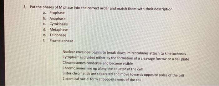 Solved 3. Put the phases of M phase into the correct order | Chegg.com