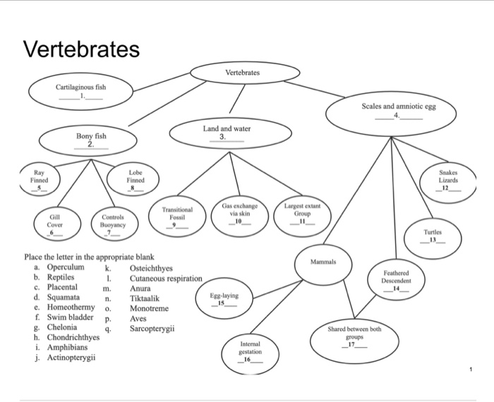 Solved Vertebrates Vertebrates Cartilaginous fish Scales and