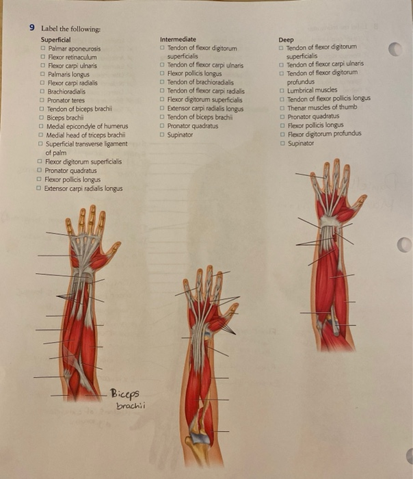 Solved 9 Label the following: Superficial Palmar aponeurosis | Chegg.com