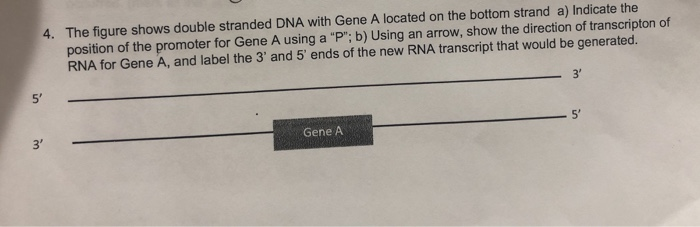 Solved 4. The figure shows double stranded DNA with Gene A | Chegg.com