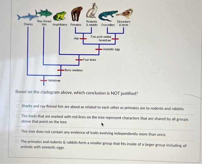 Solved Based On The Cladogram Above, Which Conclusion Is NOT | Chegg.com