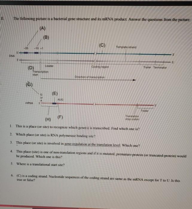 Solved (A) The following picture is a bacterial gene | Chegg.com