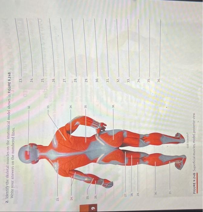 9
3117
2. Identify the skeletal muscles on the anatomical model shown in FIGURE 9.248.
Write your answers on the numbered lin