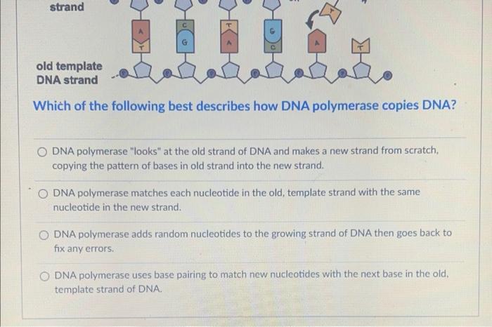 Solved Which of the following best describes how DNA | Chegg.com
