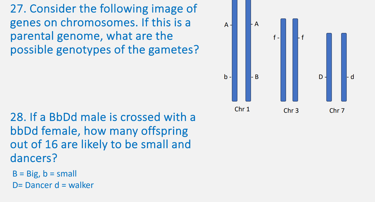 Solved If a BbDd male is crossed with abbDd female, how many | Chegg.com
