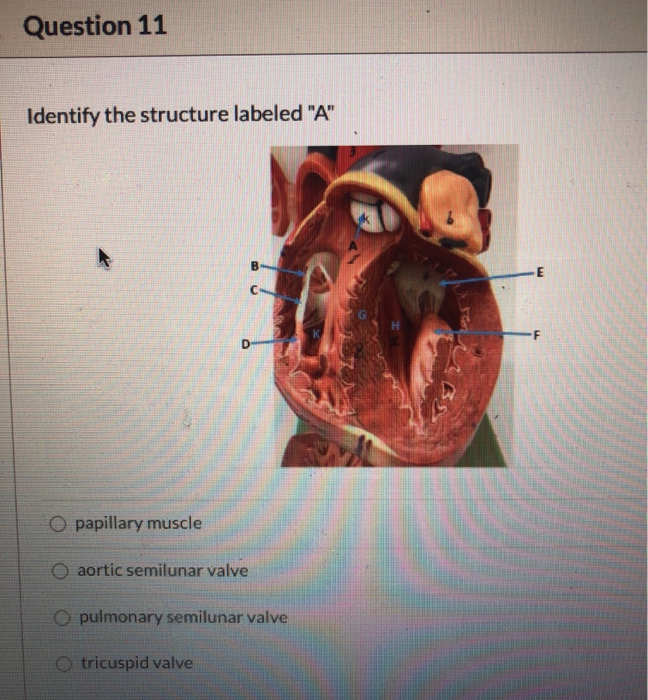 Semilunar Valve Definition And Examples Biology Online Dictionary