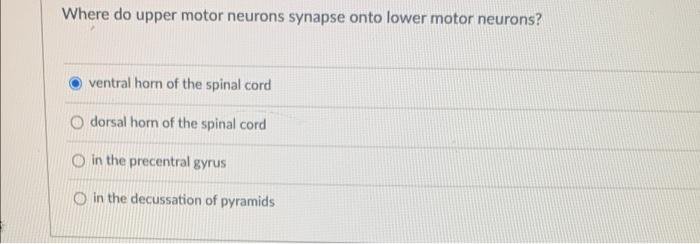 Solved Where do upper motor neurons synapse onto lower motor | Chegg.com