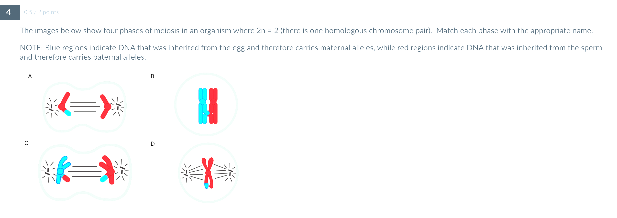 Solved The images below show four phases of meiosis in an | Chegg.com