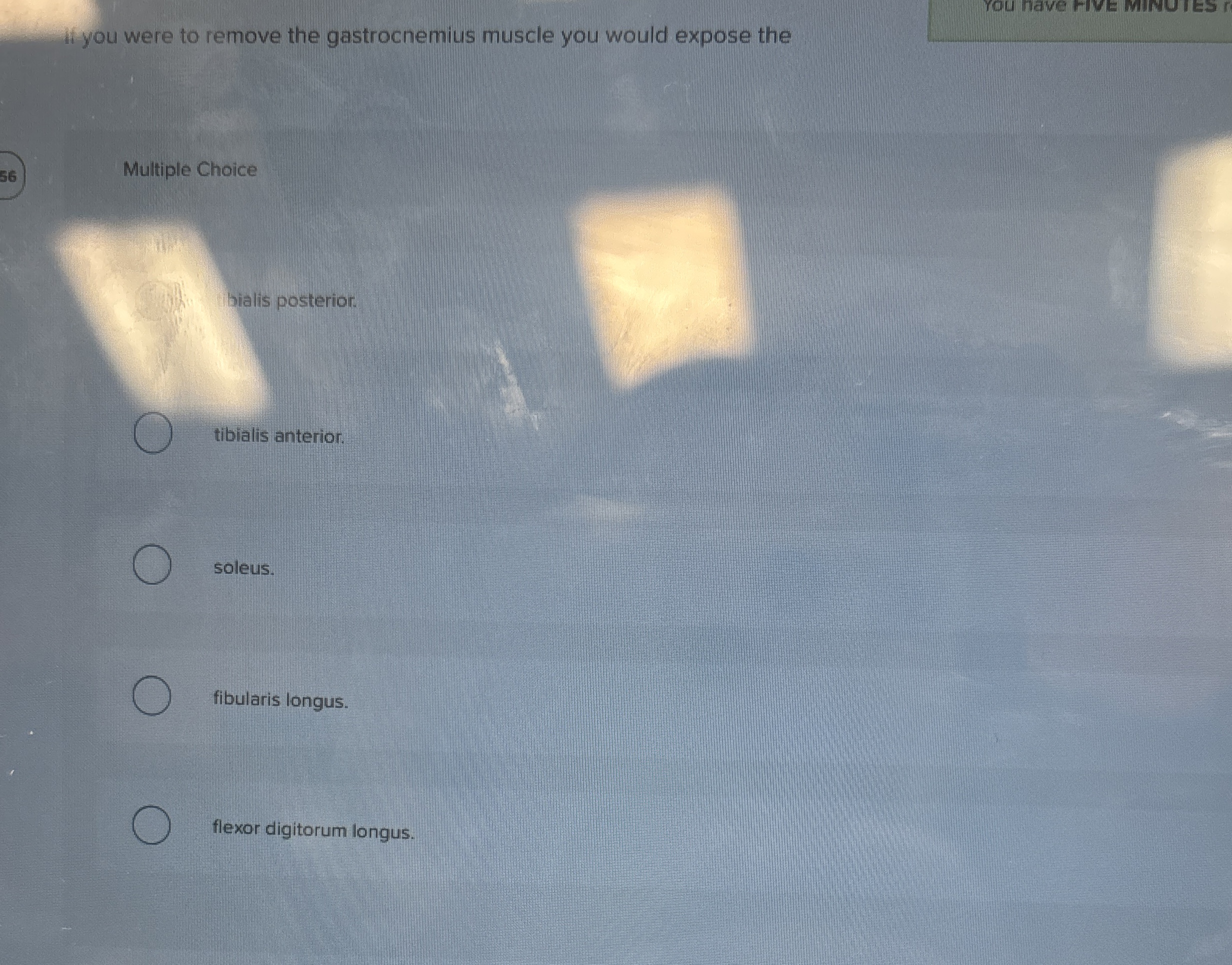 Solved Ii you were to remove the gastrocnemius muscle you