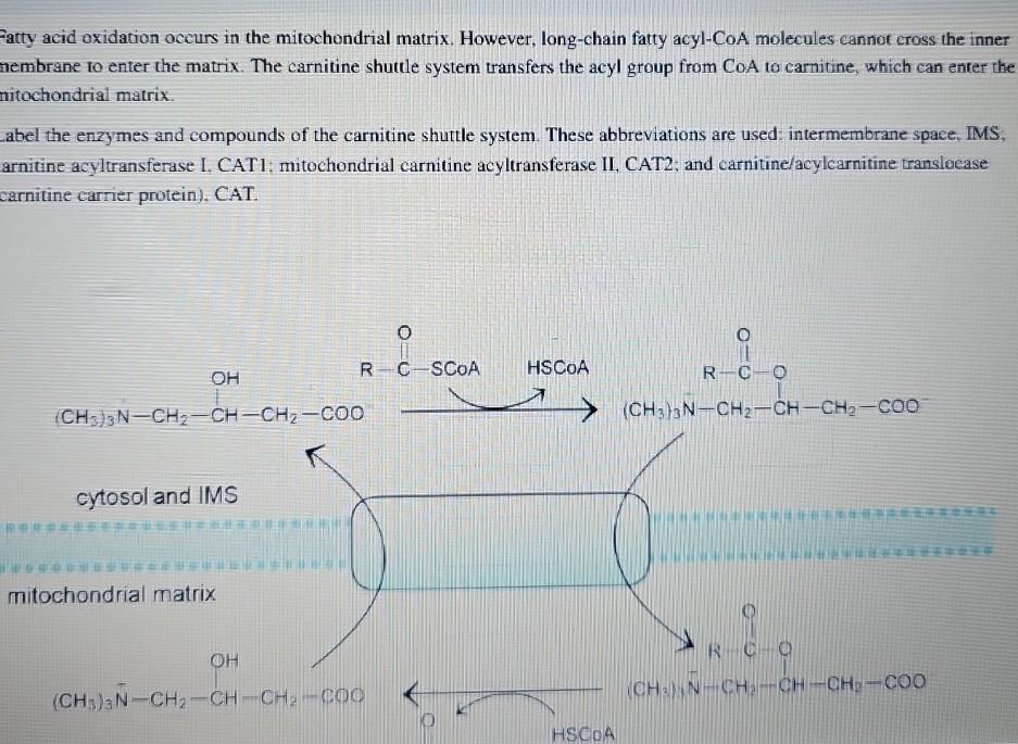 Fatty Acid Oxidation Occurs In The Mitochondrial Matrix Fatty acid oxidation occurs in the mitochondrial | Chegg.com