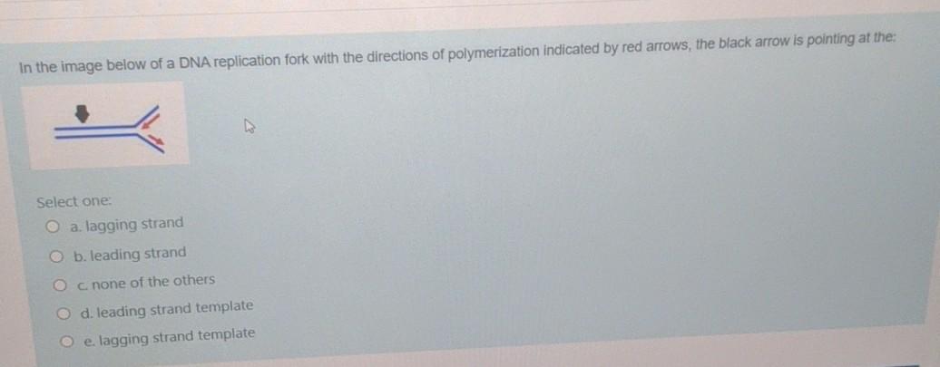 Solved In the image below of a DNA replication fork with the | Chegg.com