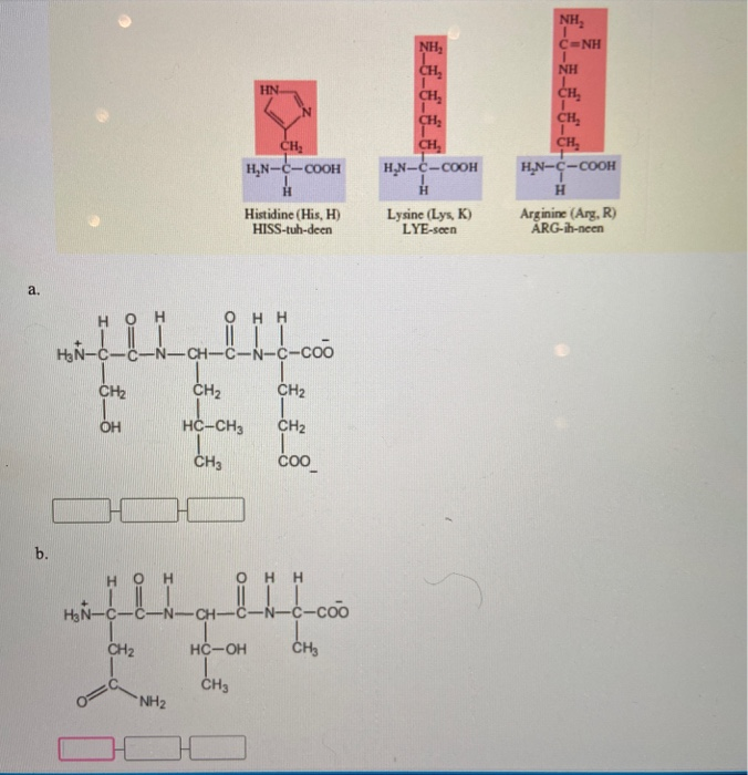 Solved References Use Three Letter Amino Acid Abbreviat Chegg Com