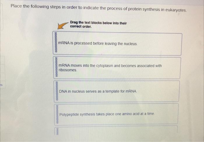 Solved Place the following steps in order to indicate the | Chegg.com