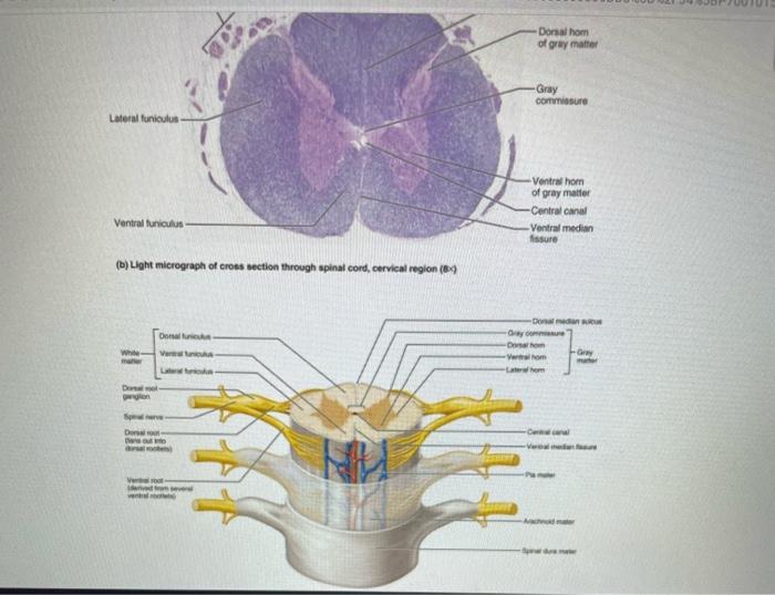 Solved 16. Identify the regions of white matter and gray | Chegg.com
