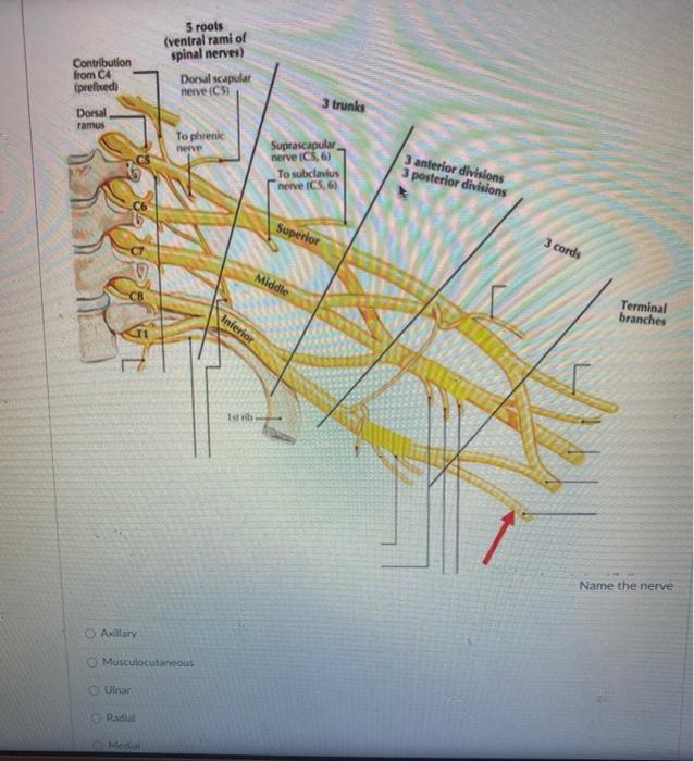 Solved Name the nerve. Contribution from C4 (prefixed 5 | Chegg.com