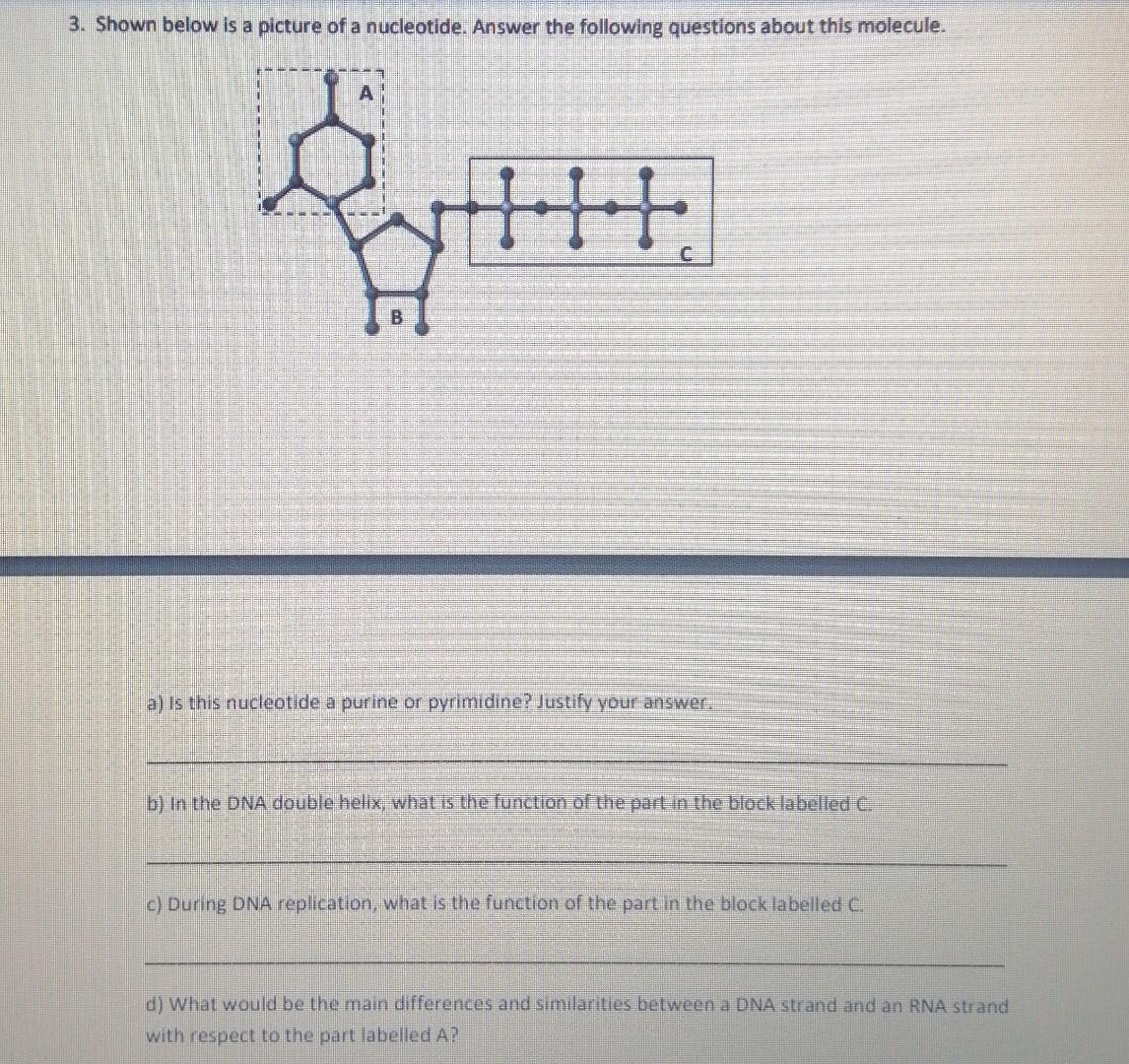 Solved 3. Shown below is a picture of a nucleotide. Answer | Chegg.com