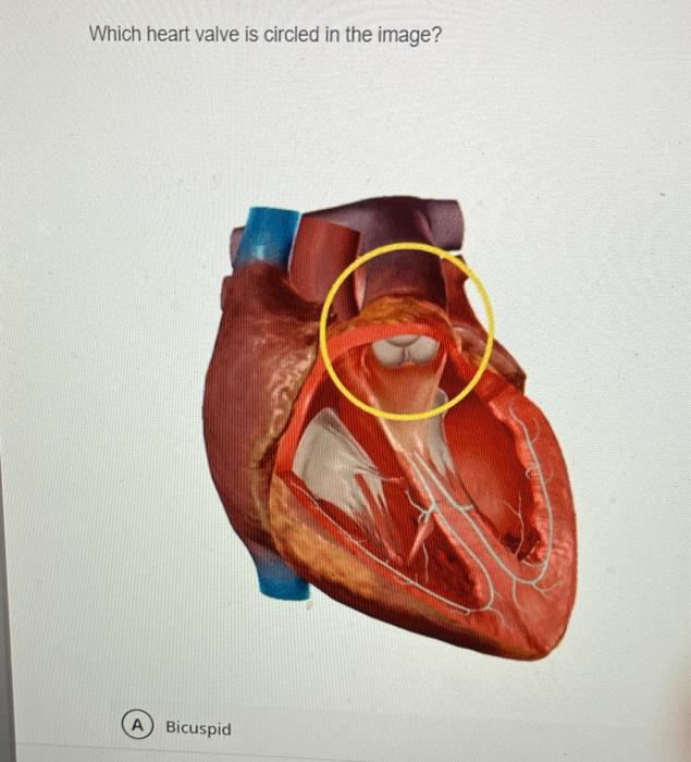 Solved Which heart valve is circled in the image? A Bicuspid | Chegg.com