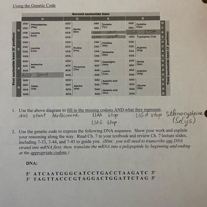 Solved Using the Genetic Code 2. Use the genetic code to | Chegg.com
