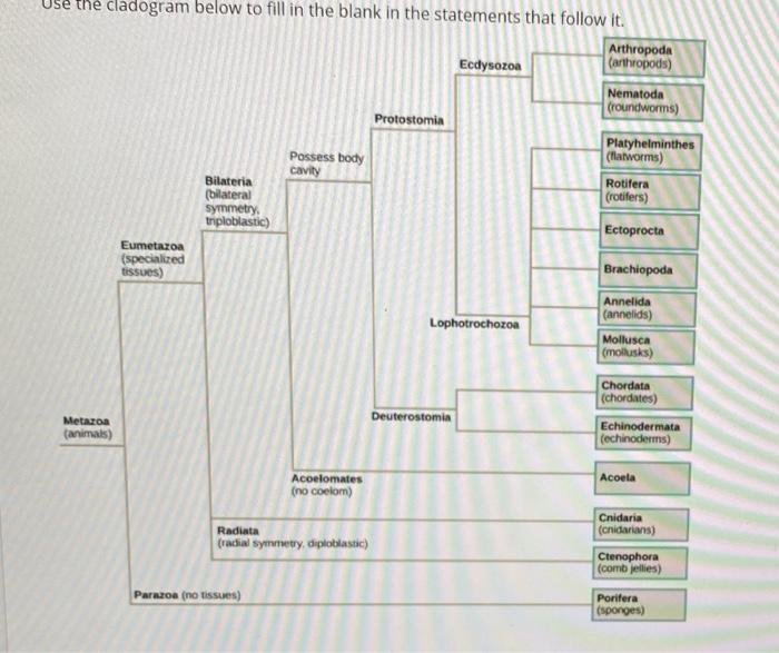 Solved Use the cladogram below to fill in the blank in the | Chegg.com