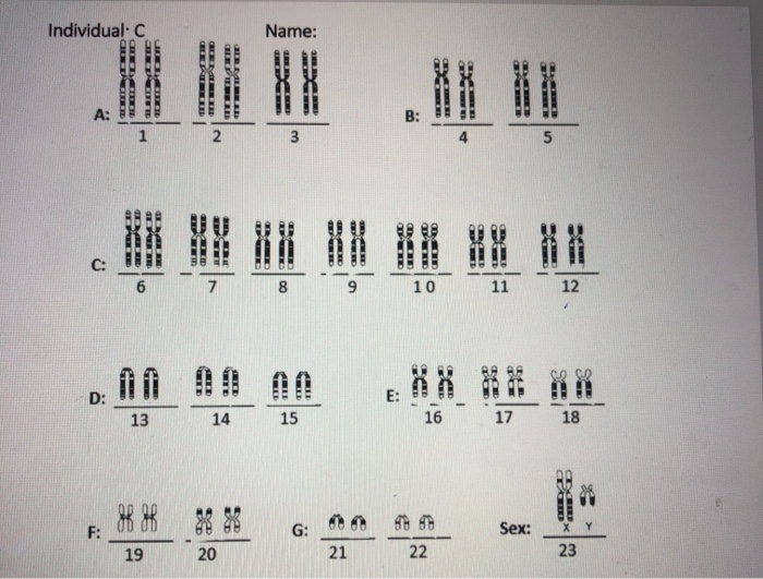 Solved determine the following. 1. number of chromosomes 2. | Chegg.com