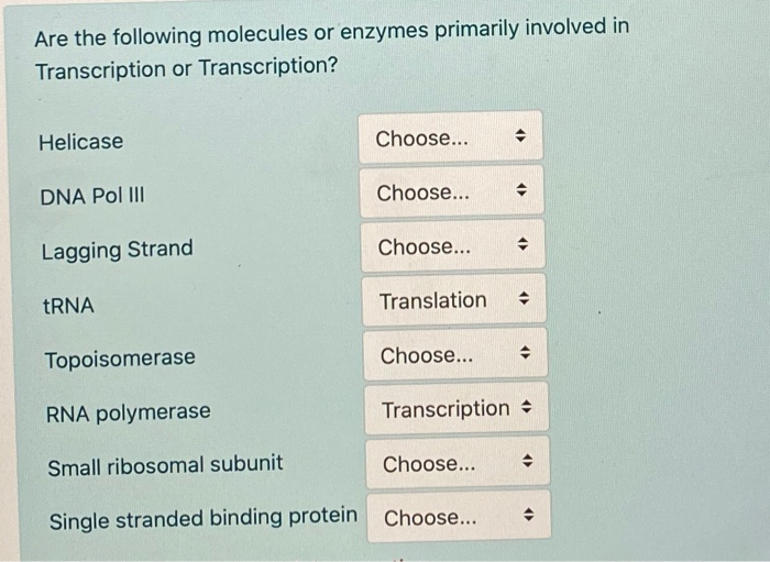 Solved Are The Following Molecules Or Enzymes Primarily Chegg Com