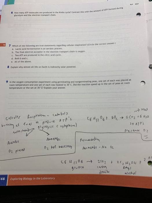 6 How many ATP molecules are produced in the Krebs