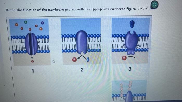 Solved match the function of the membrane protien with the | Chegg.com