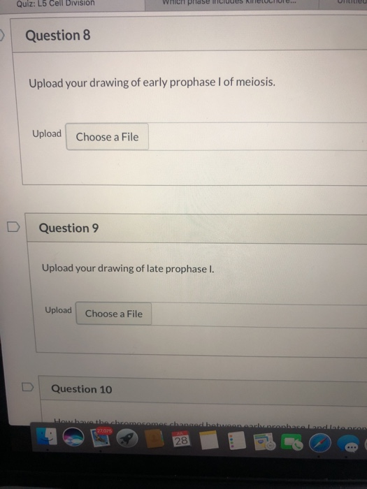 Solved Question 1 1 pts Upload your drawing of prophase of | Chegg.com