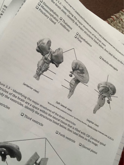 Solved 1 2 Identifying The Major Structures Of The Brain Chegg Solved 1 2 Identifying The Major Structures Of The Brain Chegg