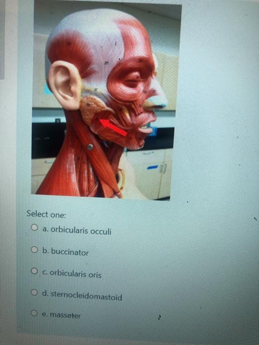 Solved Select one O a. orbicularis occuli O b. buccinator O