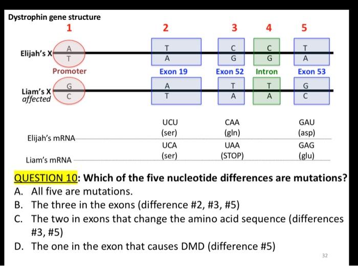 Solved QUESTION 8: The above DNA sequence is being | Chegg.com