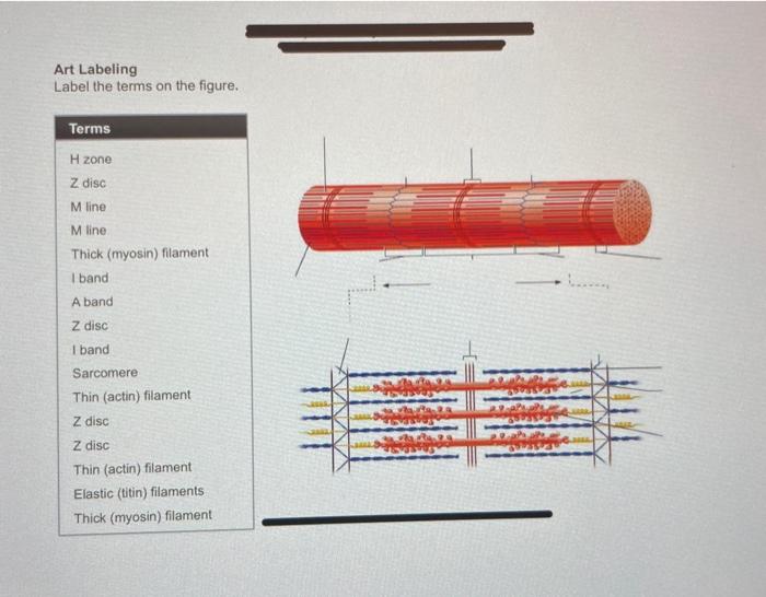 Solved Art Labeling Label the terms on the figure. | Chegg.com