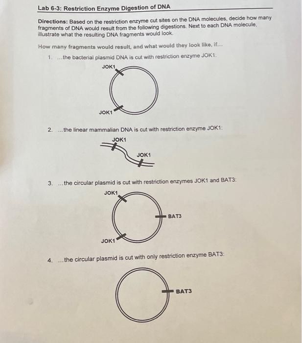 restriction enzymes digestion