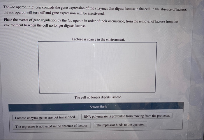 Solved The lac operon in E. coli controls the gene | Chegg.com