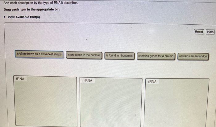 Solved Sort Each Description By The Type Of RNA It Descri