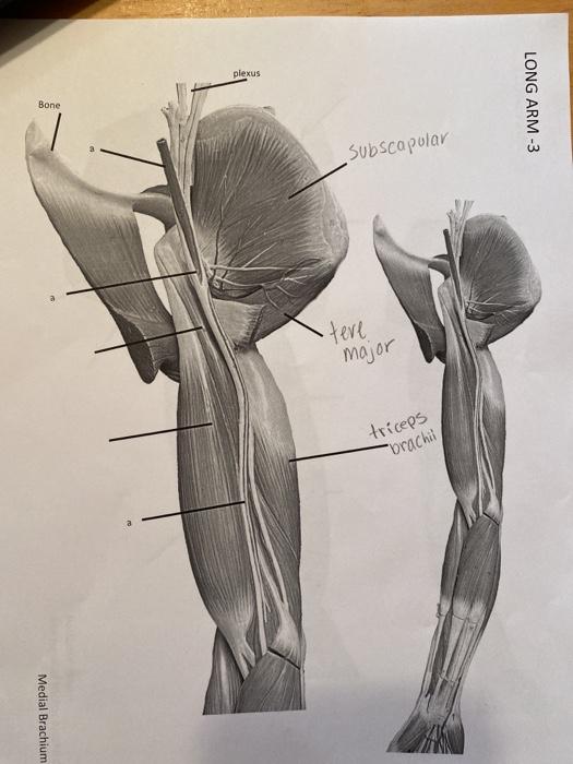 plexus Bone LONG ARM-3 Subscapular •teve major triceps -brachi Medial Brachium