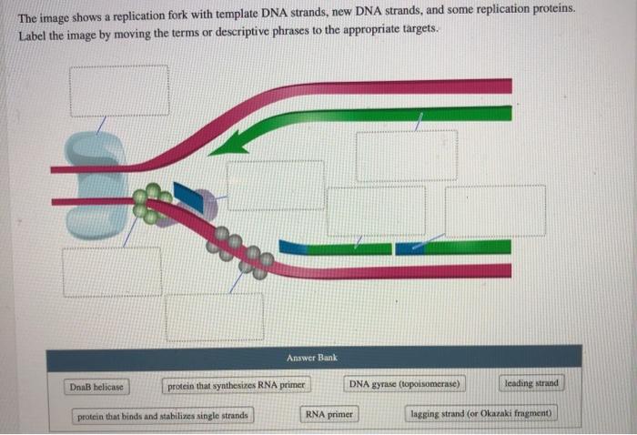 Solved The image shows a replication fork with template DNA | Chegg.com