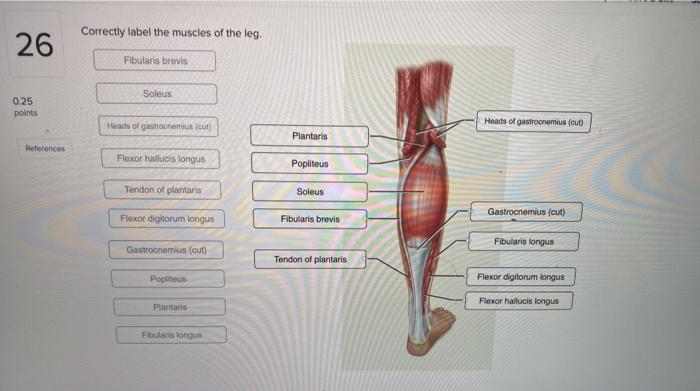 Solved Correctly label the muscles of the leg. 26 Fibularis | Chegg.com