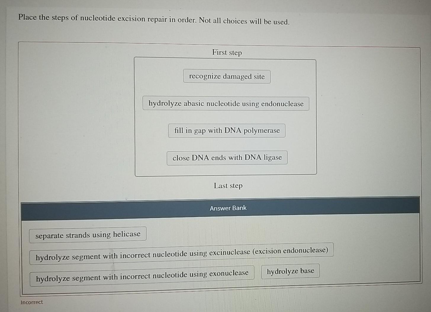Solved Place the steps of nucleotide excision repair in | Chegg.com