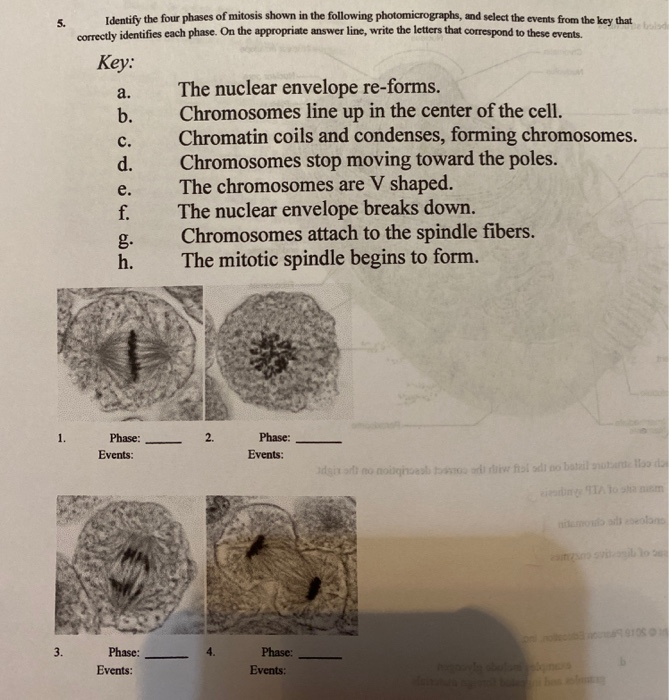Solved 5. Identify the four phases of mitosis shown in the
