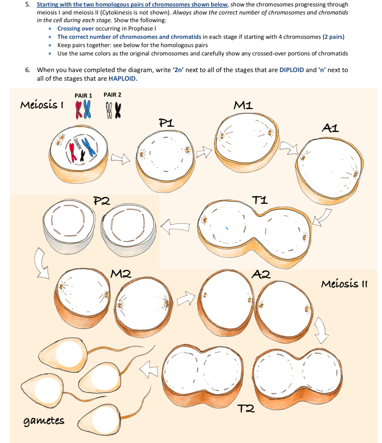 Solved Starting with the two homologous pairs of chromosomes | Chegg.com