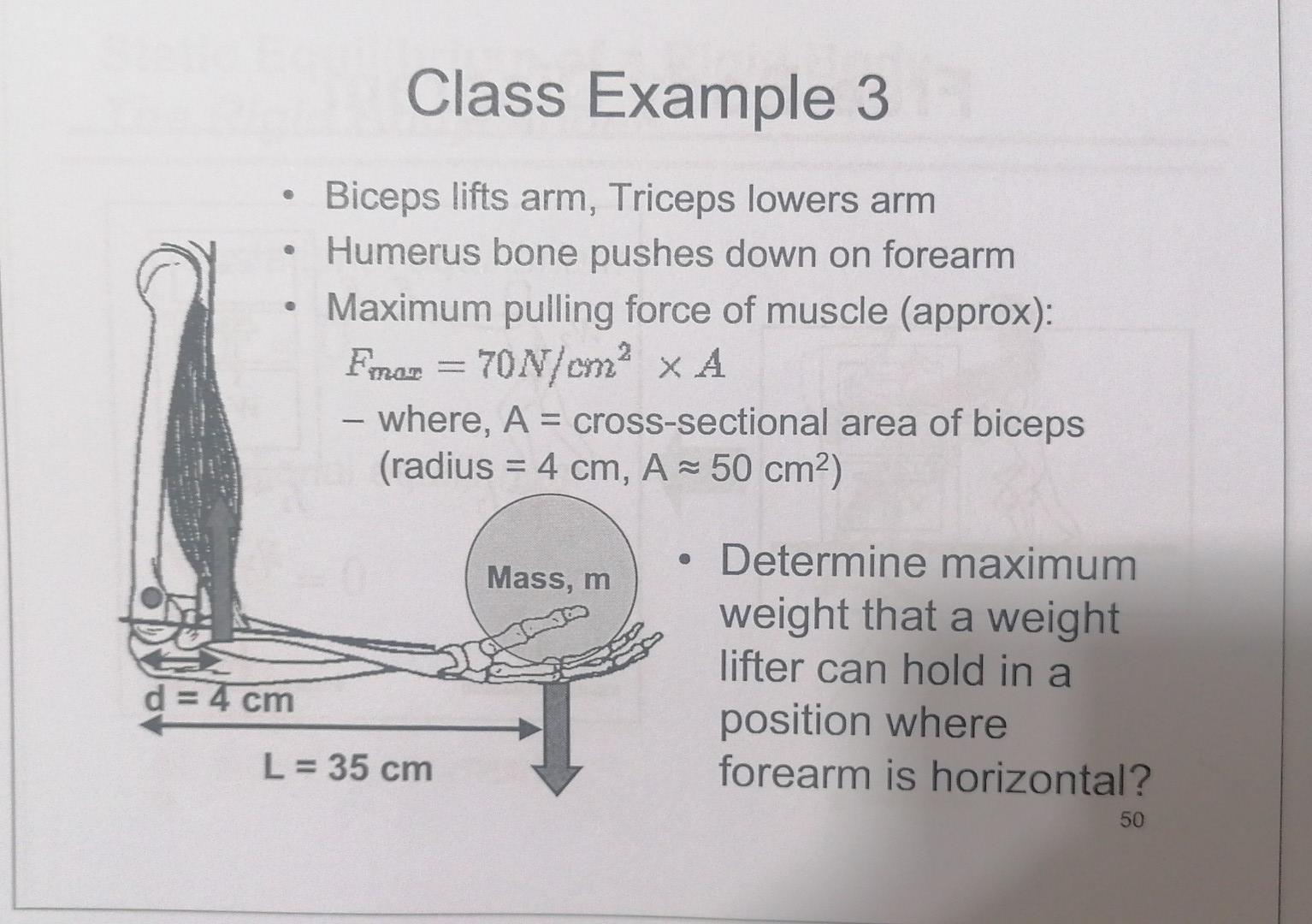 Solved - Biceps lifts arm, Triceps lowers arm - Humerus bone | Chegg.com