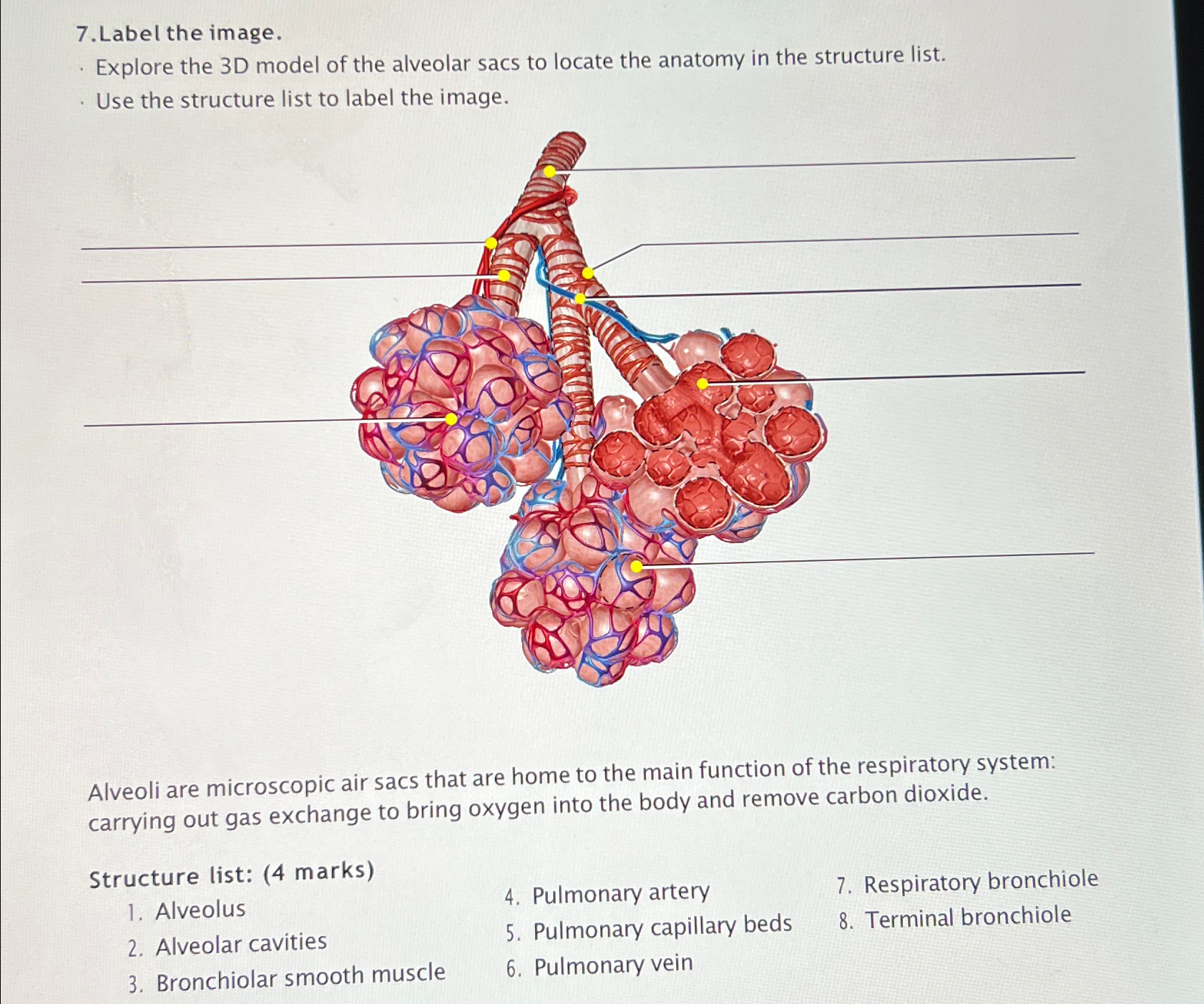 Solved Label the image.Explore the 3D model of the alveolar