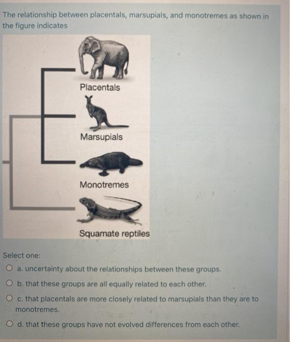 Solved The relationship between placentals, marsupials, and | Chegg.com